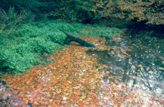 Critters Farm, Bottom Pond, October 2000